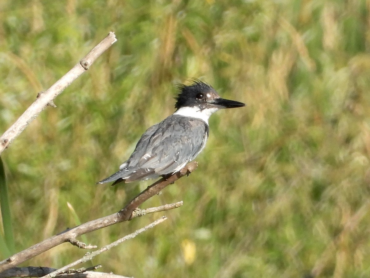 Belted Kingfisher - ML621173093