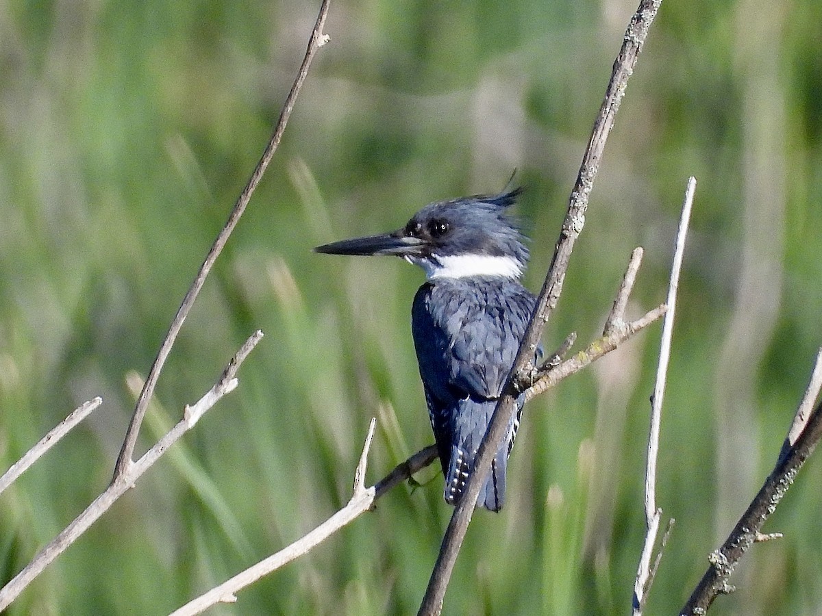 Belted Kingfisher - ML621173094