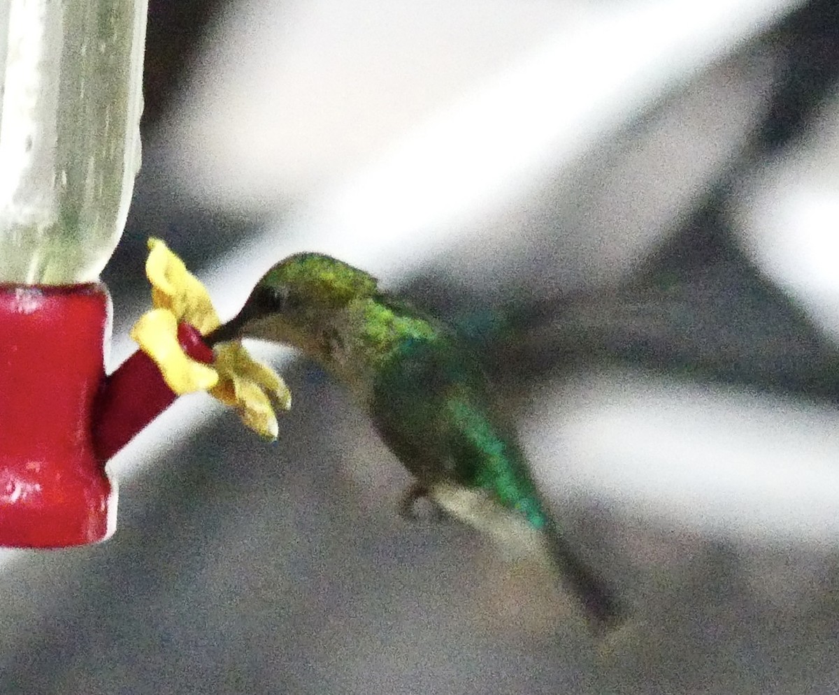 kolibřík vidloocasý - ML621173138