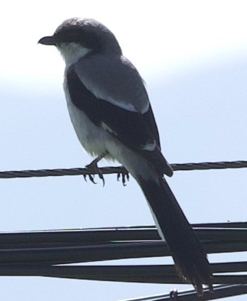 Giant Shrike - ML621173189