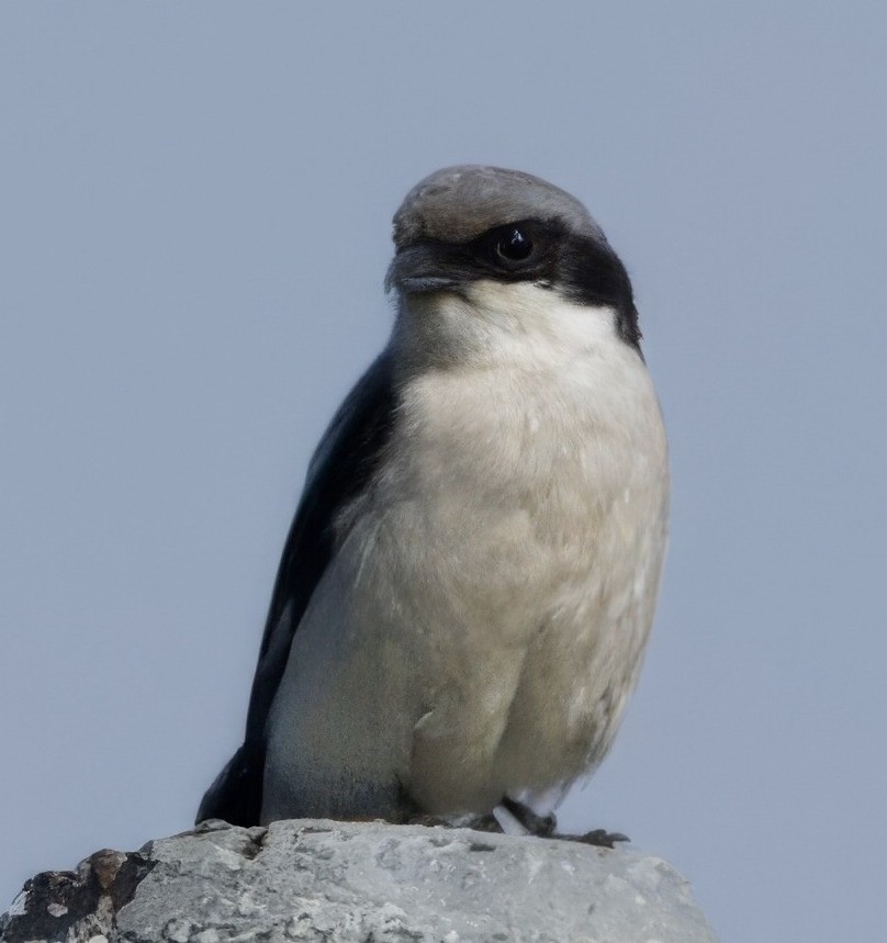 Giant Shrike - ML621173190