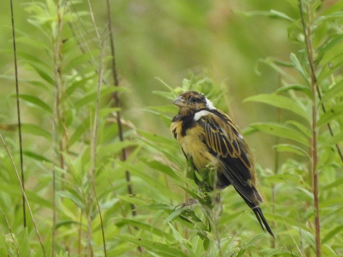 Bobolink - Daniel Nelson