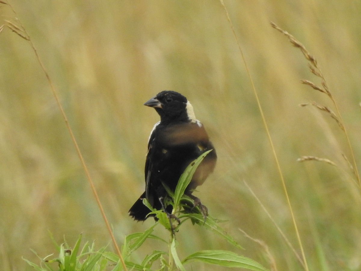 bobolink - ML621173214