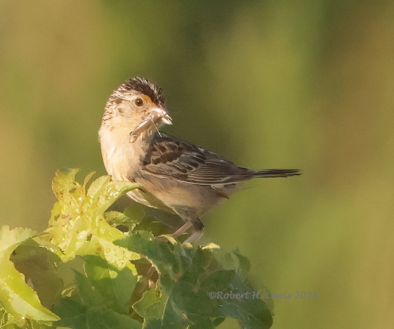 Grasshopper Sparrow - ML621173244