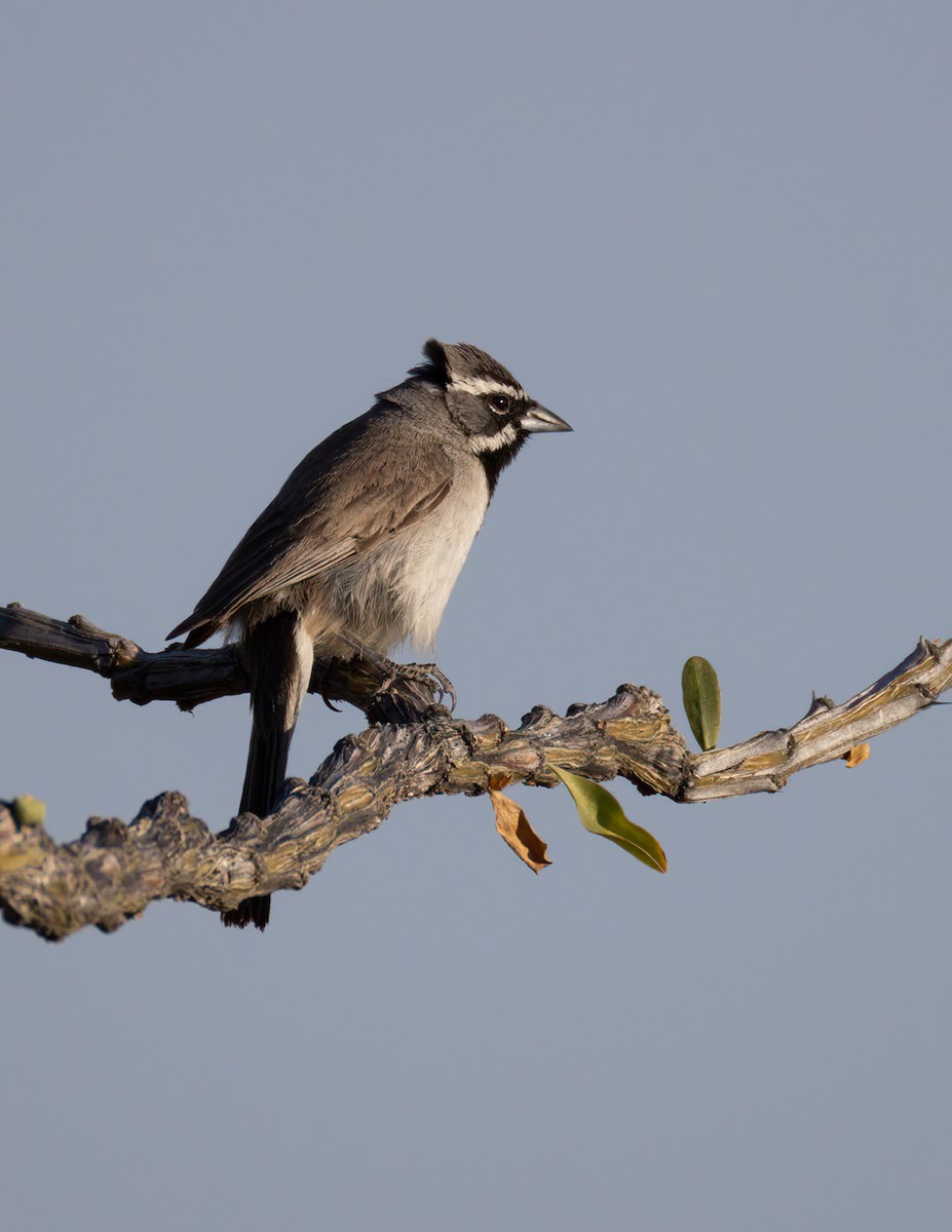 Black-throated Sparrow - ML621173258