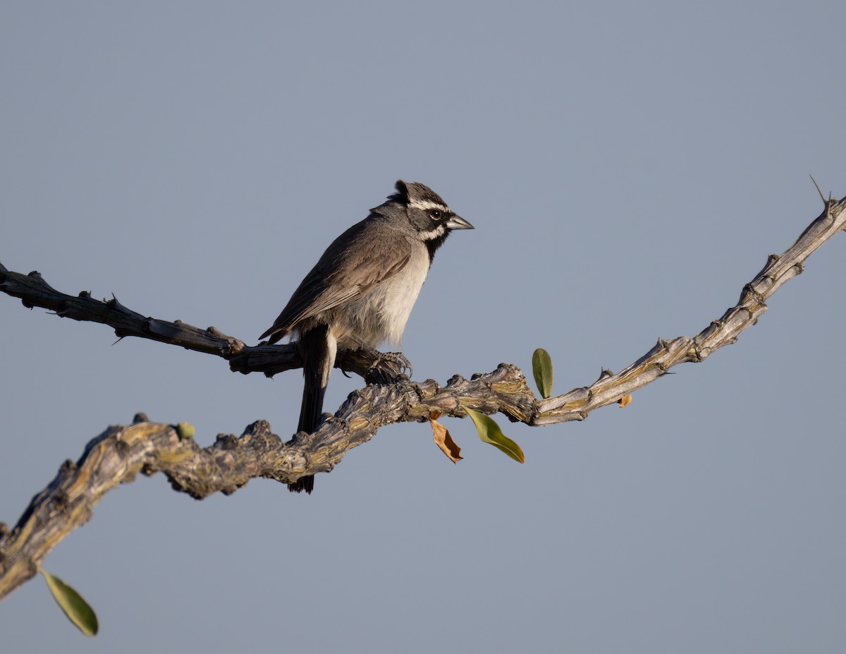 Black-throated Sparrow - ML621173272