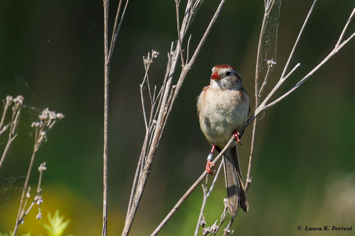 Field Sparrow - ML621173274