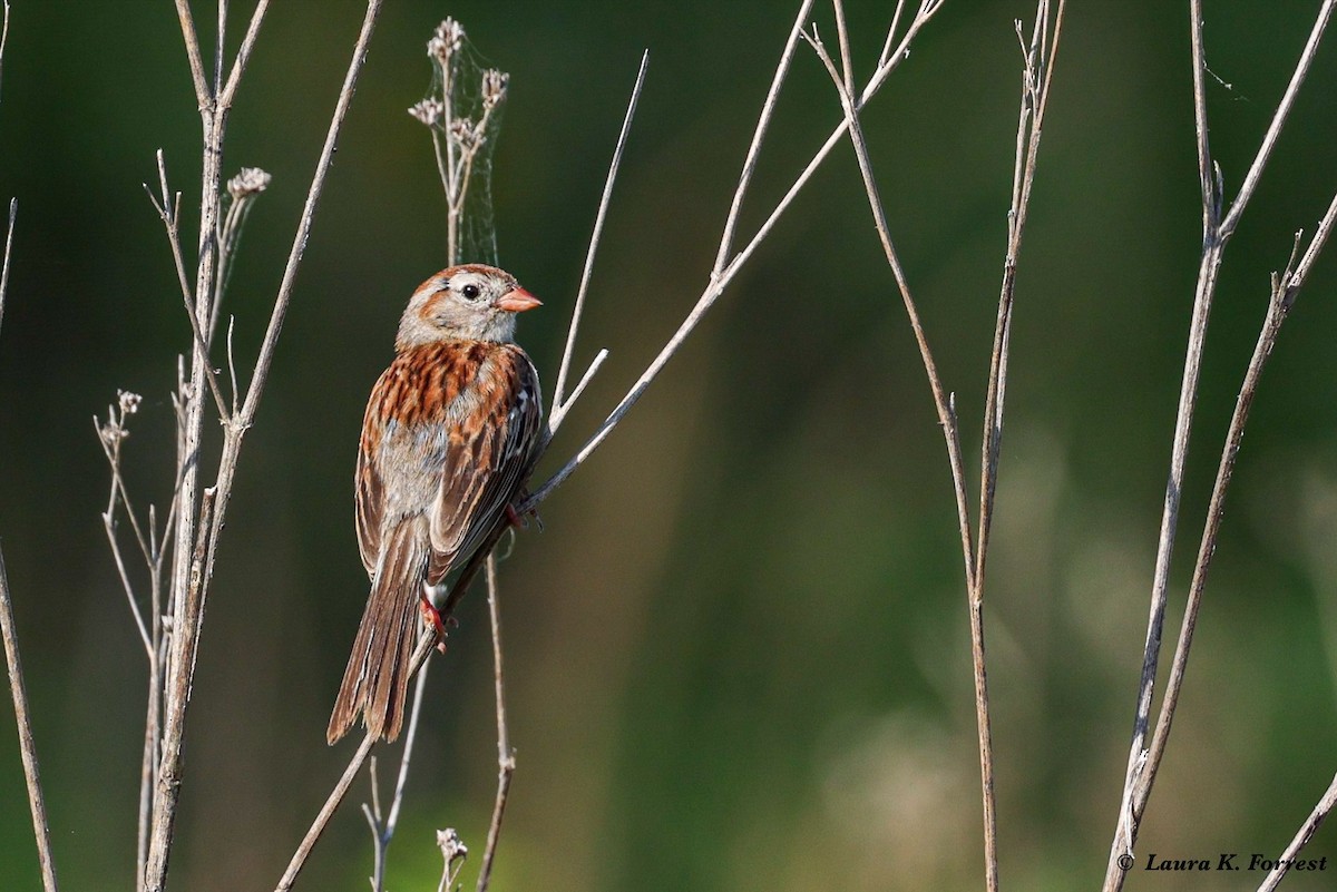 Field Sparrow - ML621173275