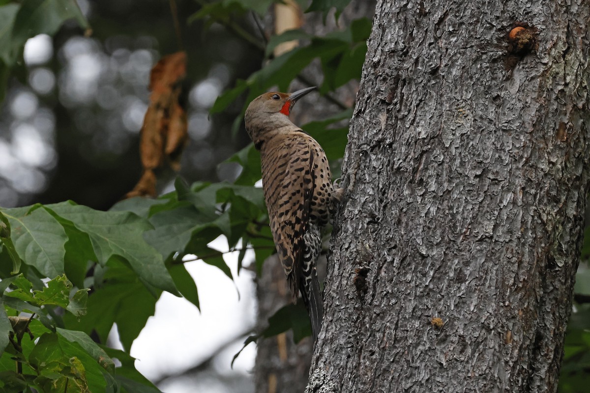 Northern Flicker (Red-shafted) - ML621173315