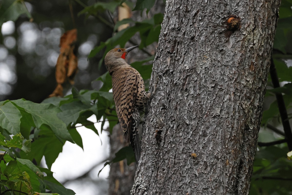 Northern Flicker (Red-shafted) - ML621173317
