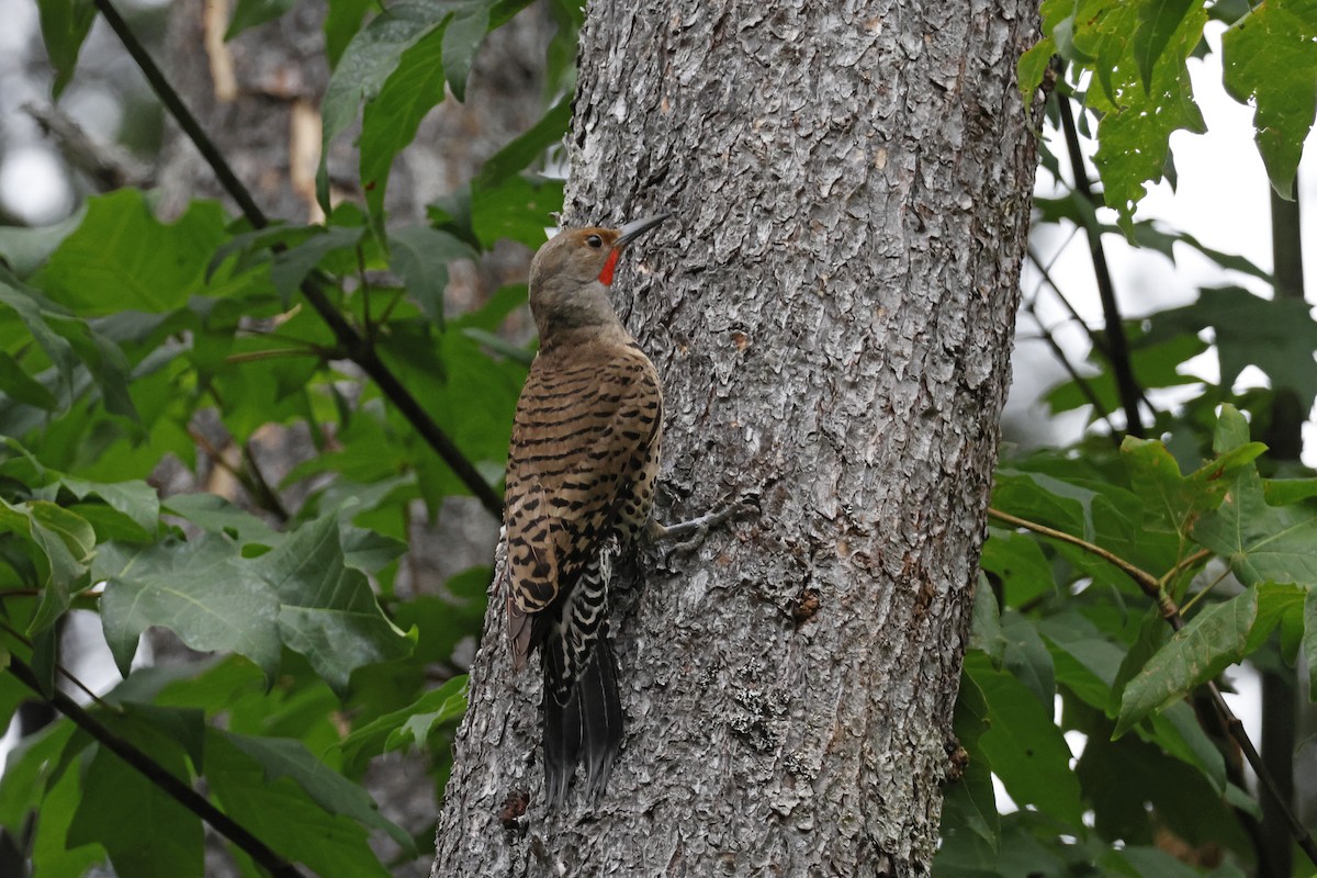 Northern Flicker (Red-shafted) - ML621173318