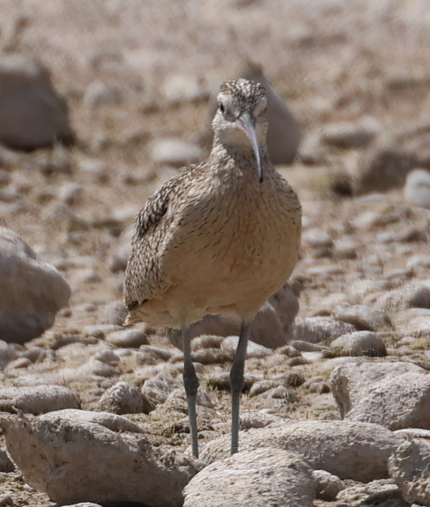 Long-billed Curlew - ML621173323