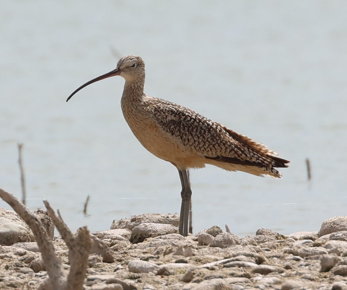 Long-billed Curlew - ML621173324