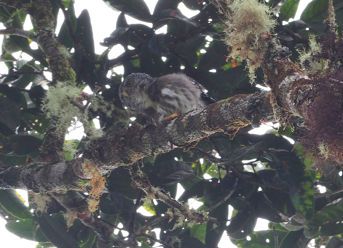 Subtropical Pygmy-Owl - ML621173331