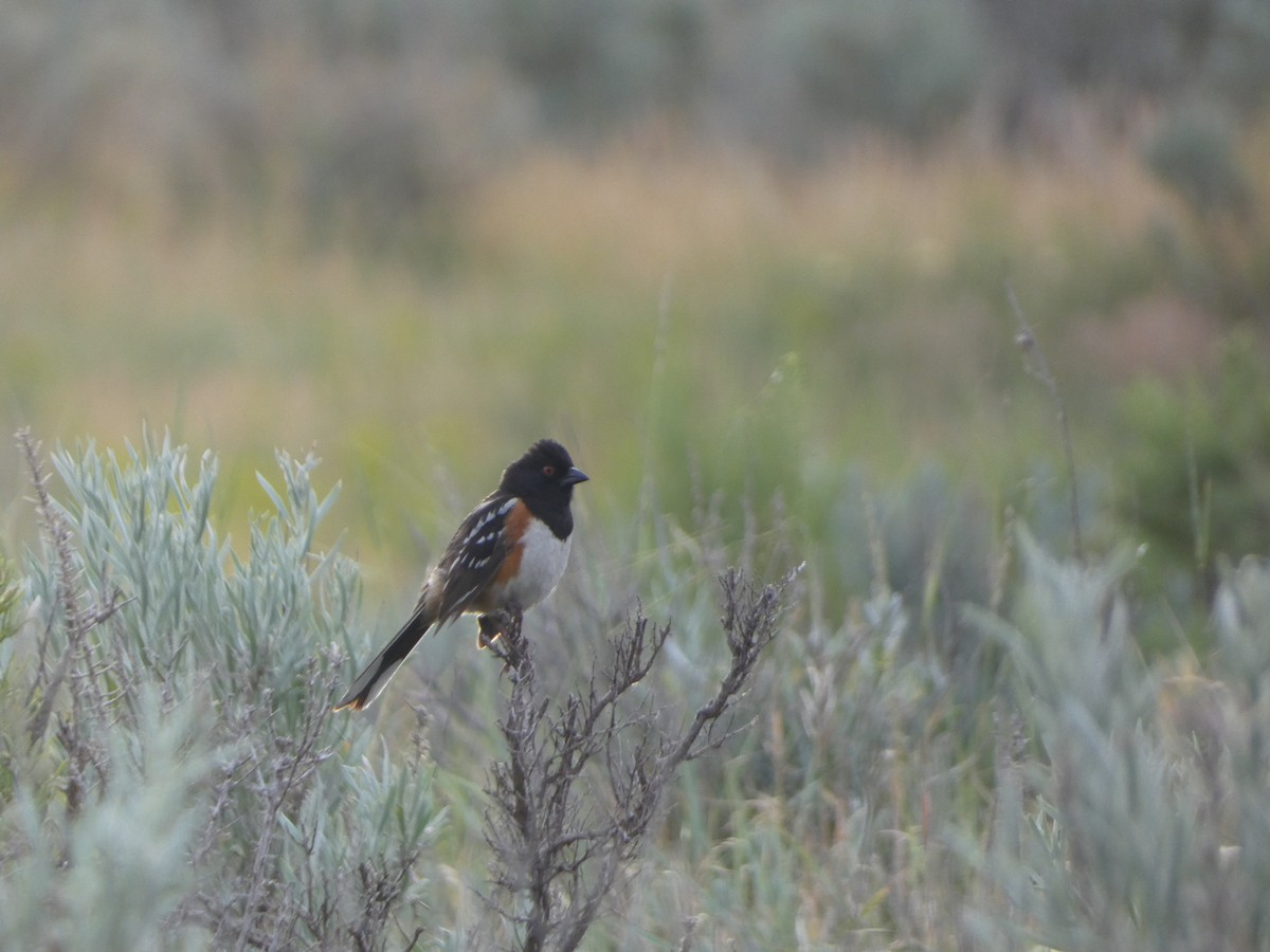 Spotted Towhee - ML621173384