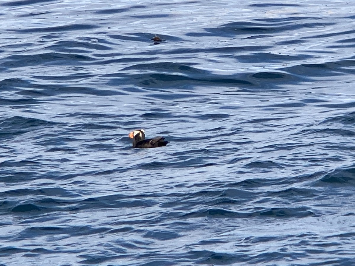 Tufted Puffin - ML621173386