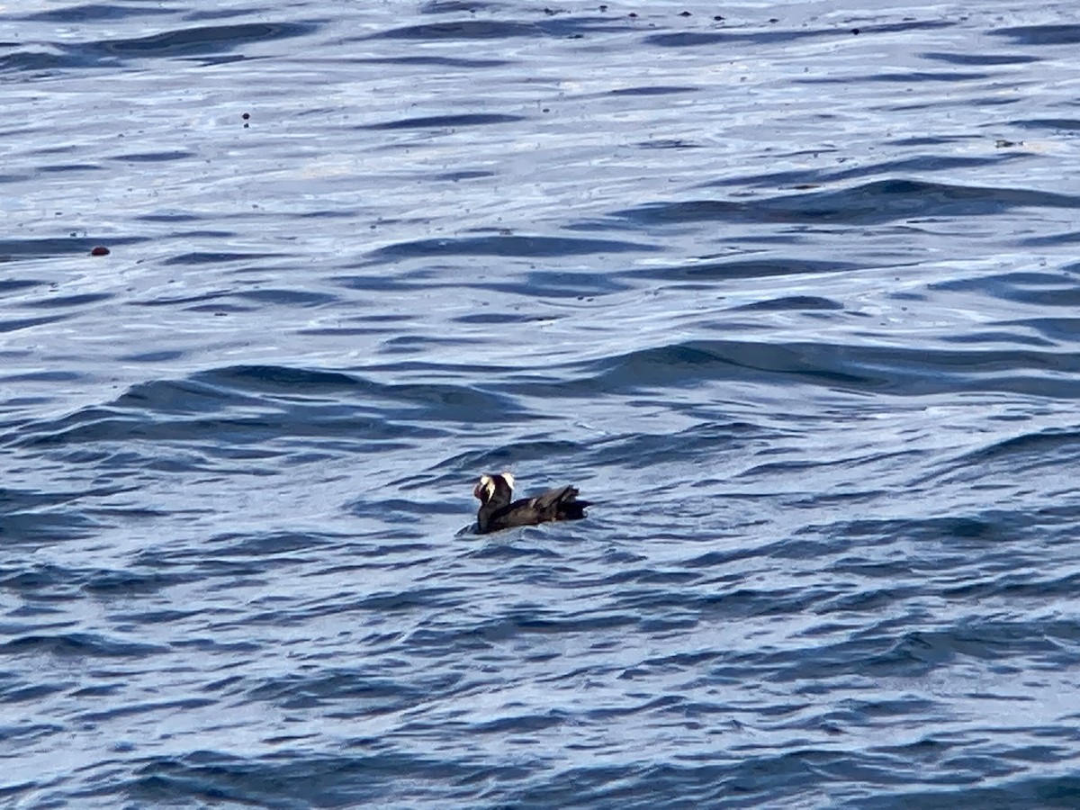 Tufted Puffin - ML621173387