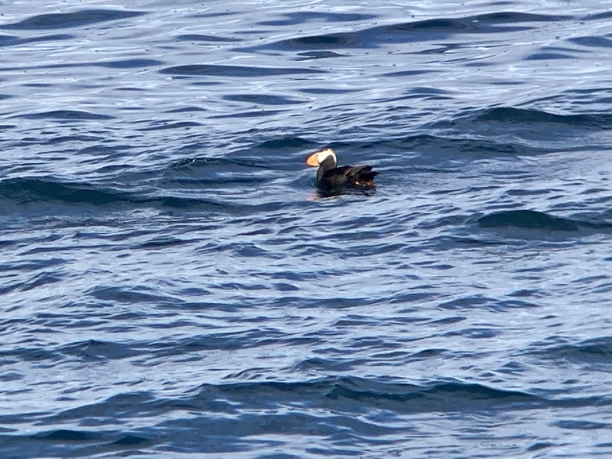 Tufted Puffin - ML621173388
