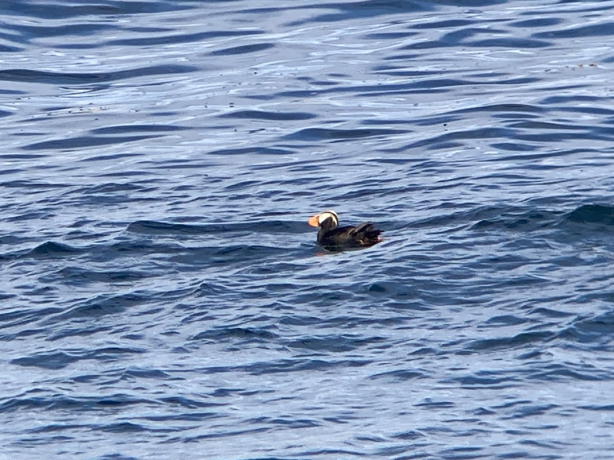 Tufted Puffin - ML621173389