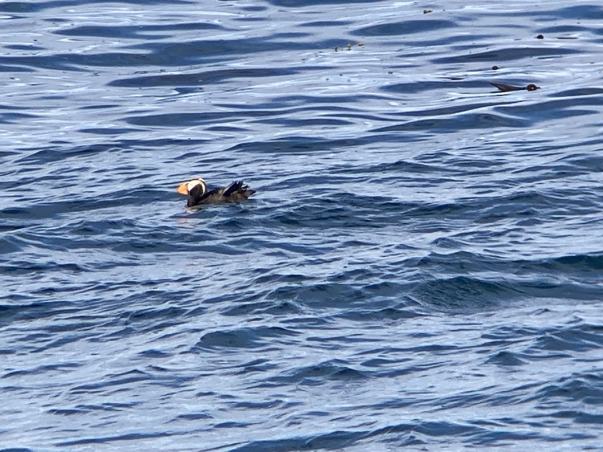 Tufted Puffin - ML621173390