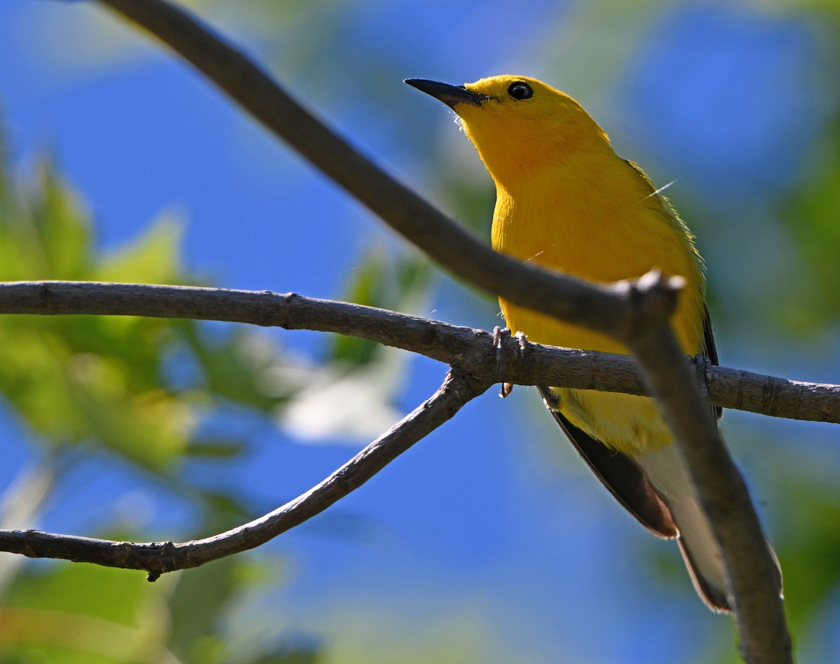 Prothonotary Warbler - ML621173394