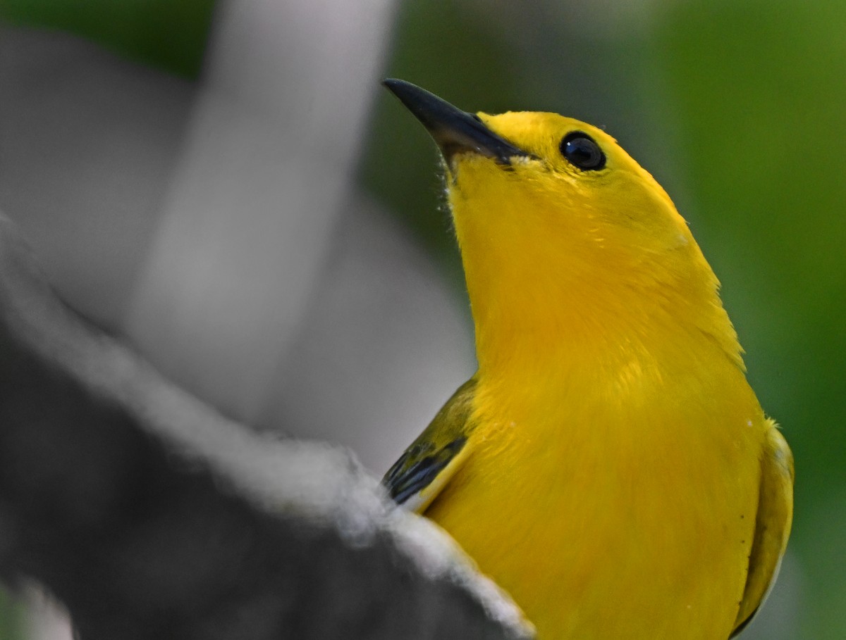 Prothonotary Warbler - ML621173395