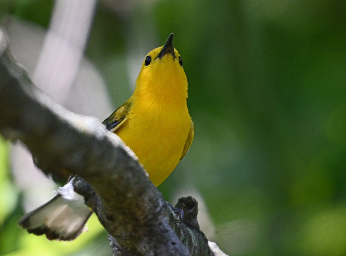 Prothonotary Warbler - ML621173398