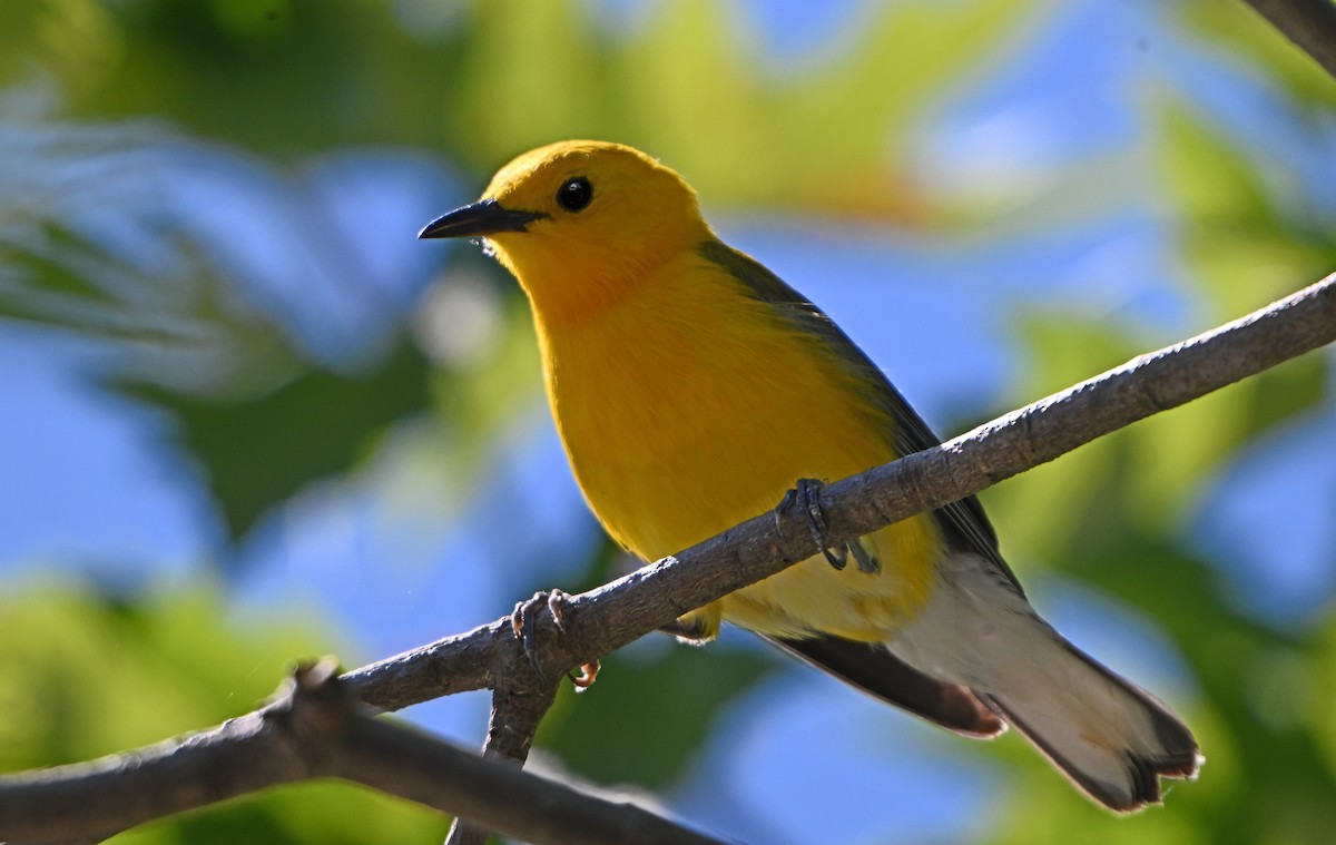 Prothonotary Warbler - ML621173399