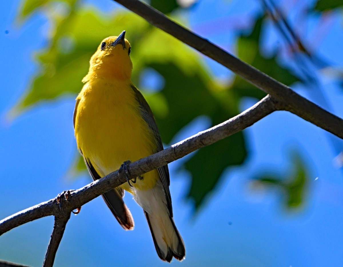 Prothonotary Warbler - ML621173400