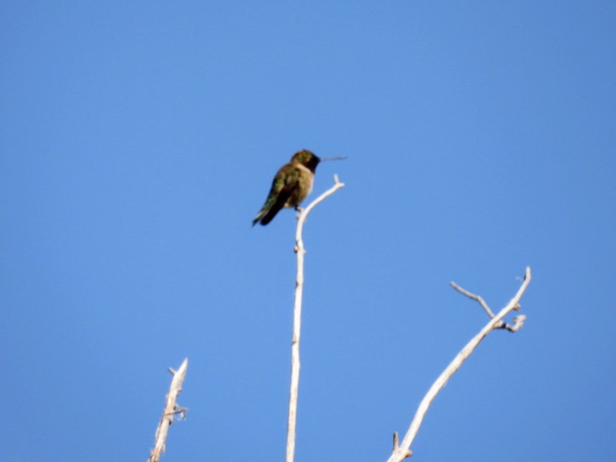 Black-chinned Hummingbird - ML621173411