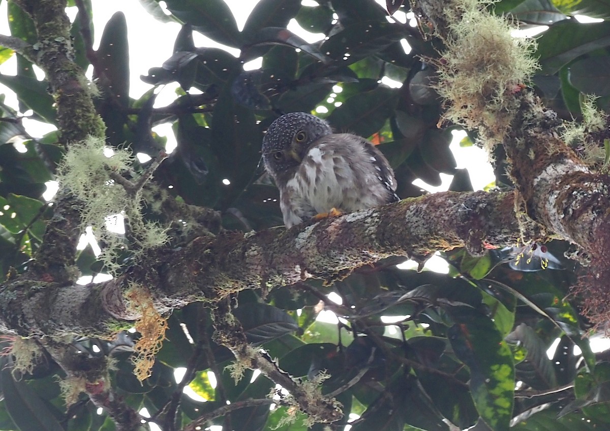 Subtropical Pygmy-Owl - ML621173413