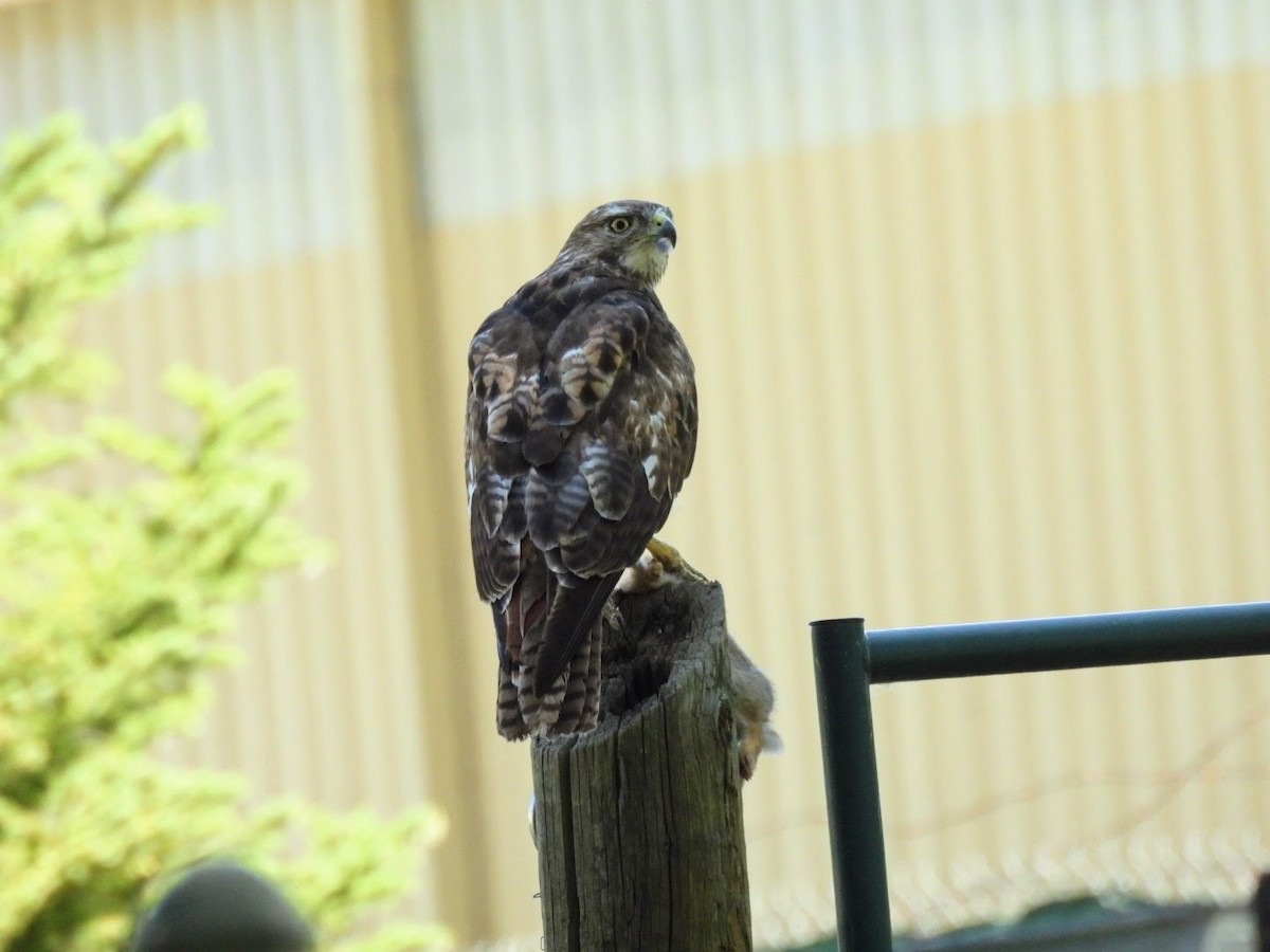Red-tailed Hawk - ML621173422