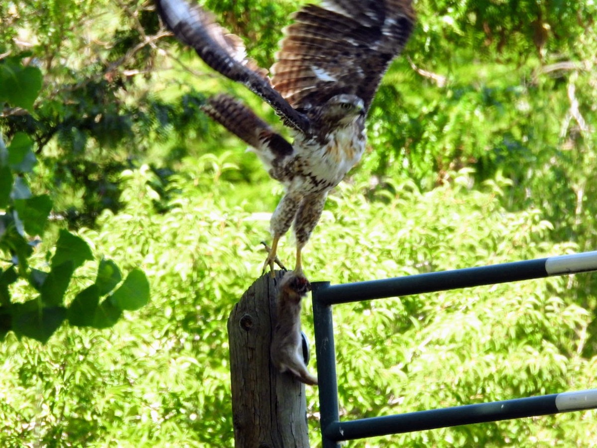 Red-tailed Hawk - ML621173433
