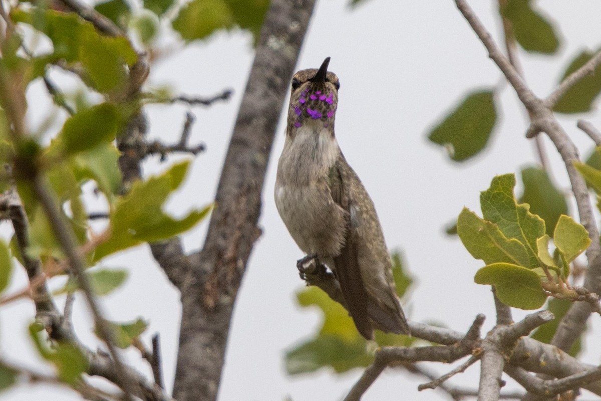 Costa's Hummingbird - ML621173516