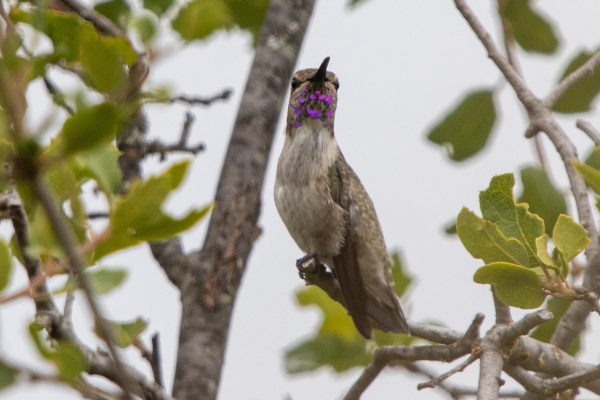 Colibrí de Costa - ML621173516