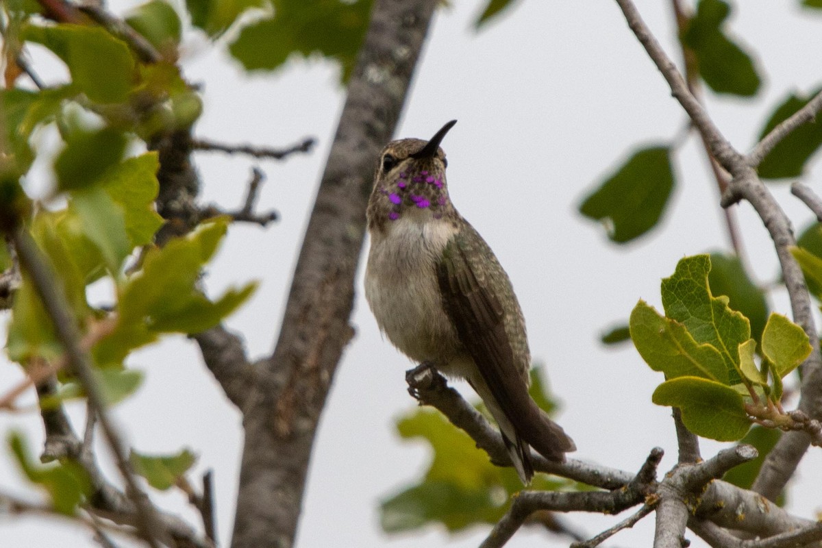 Costa's Hummingbird - ML621173517