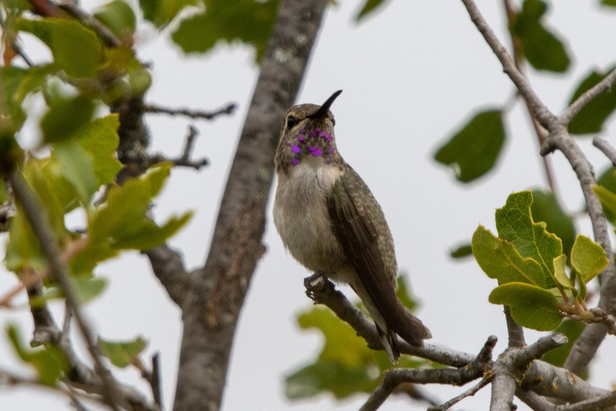 Colibrí de Costa - ML621173517