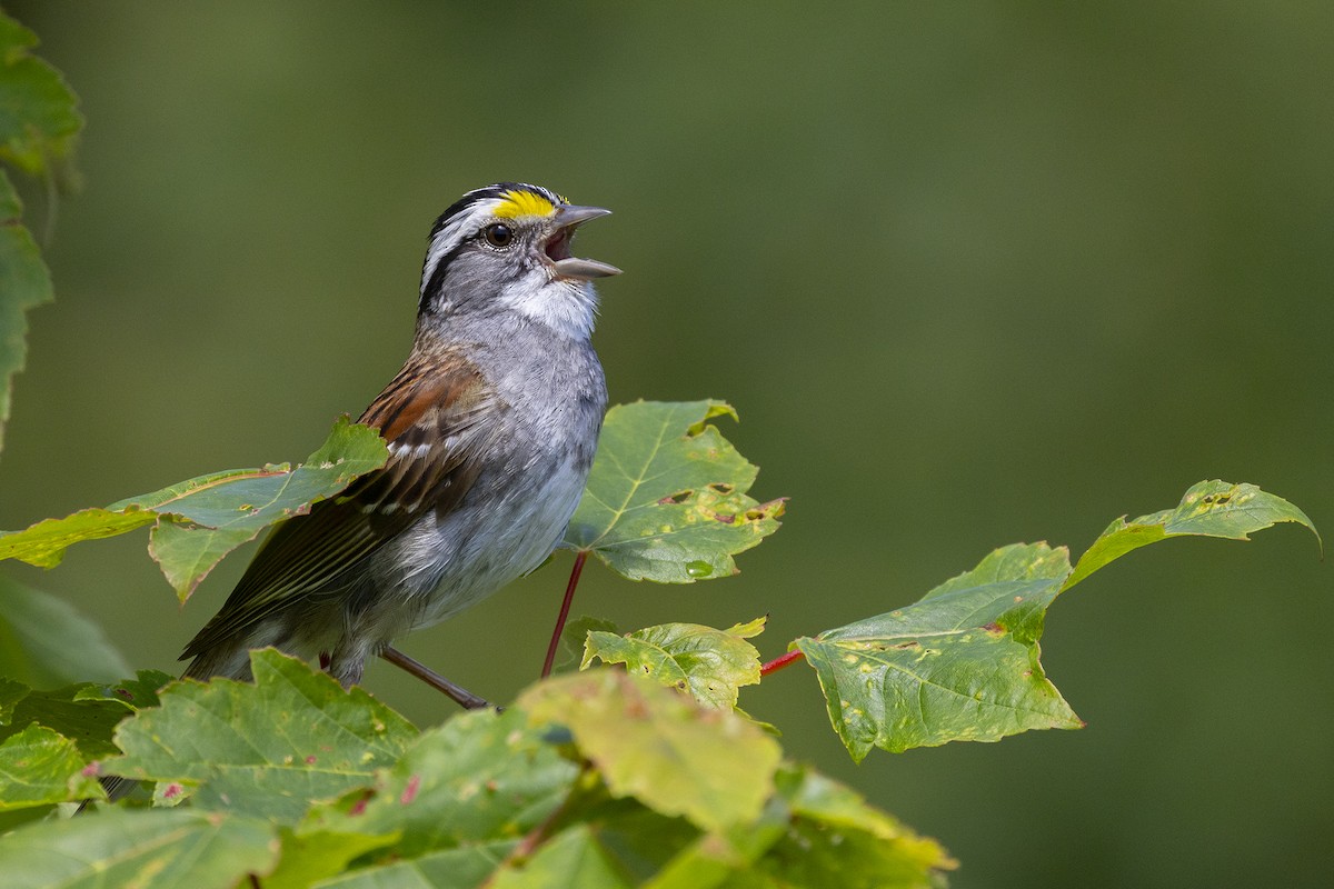 White-throated Sparrow - ML621173527