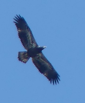 Bald Eagle - ML621173534