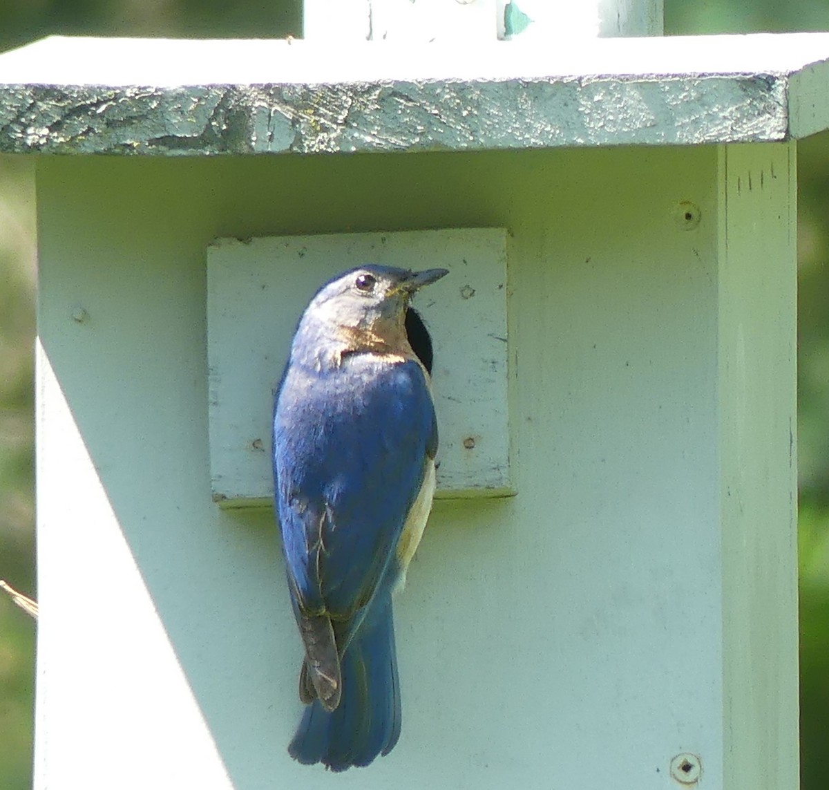 Eastern Bluebird - Peter Lane