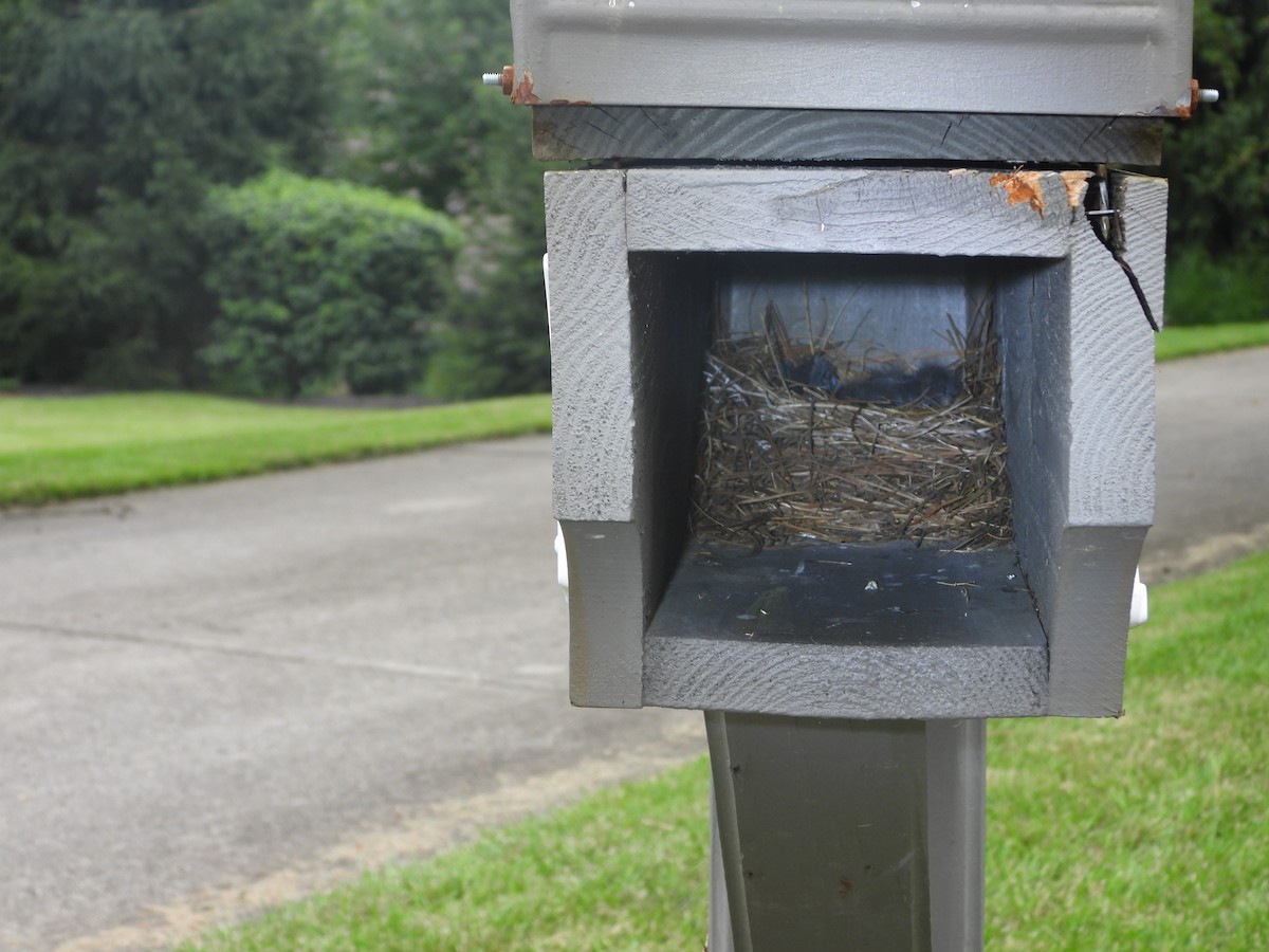 Eastern Bluebird - ML621173547