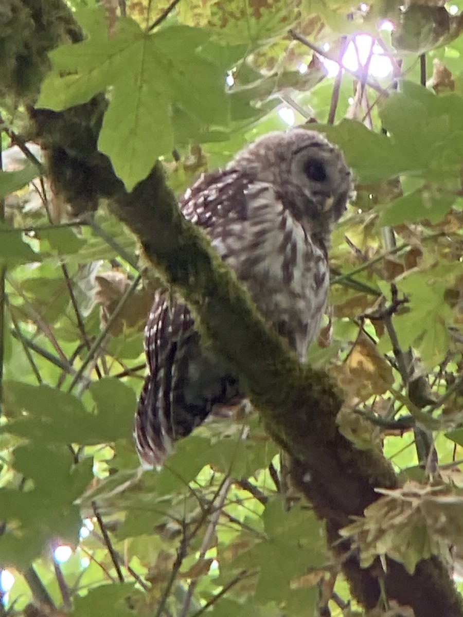 Barred Owl - ML621173552