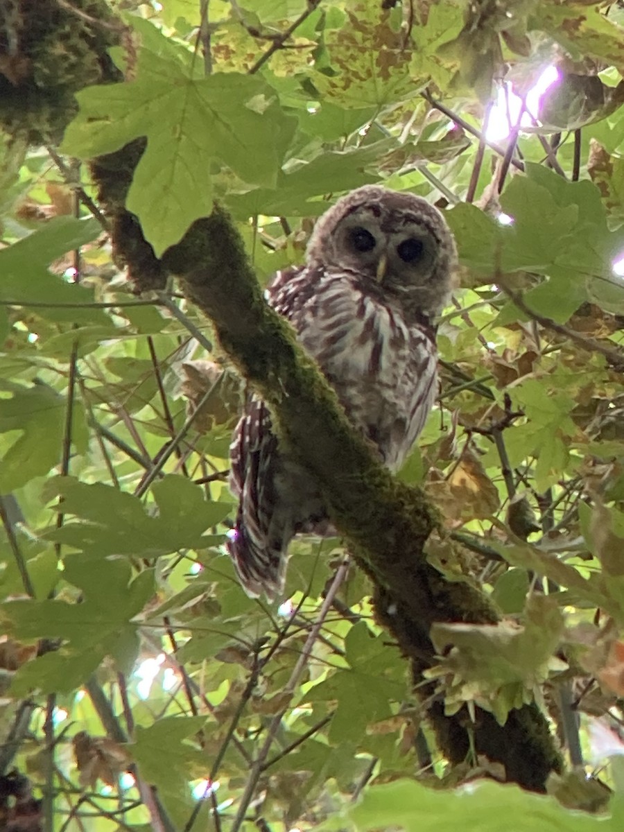 Barred Owl - ML621173553