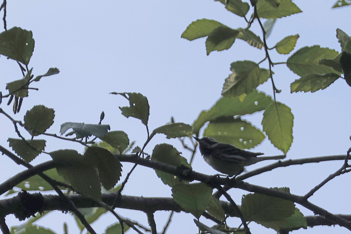 Black-throated Gray Warbler - ML621173577