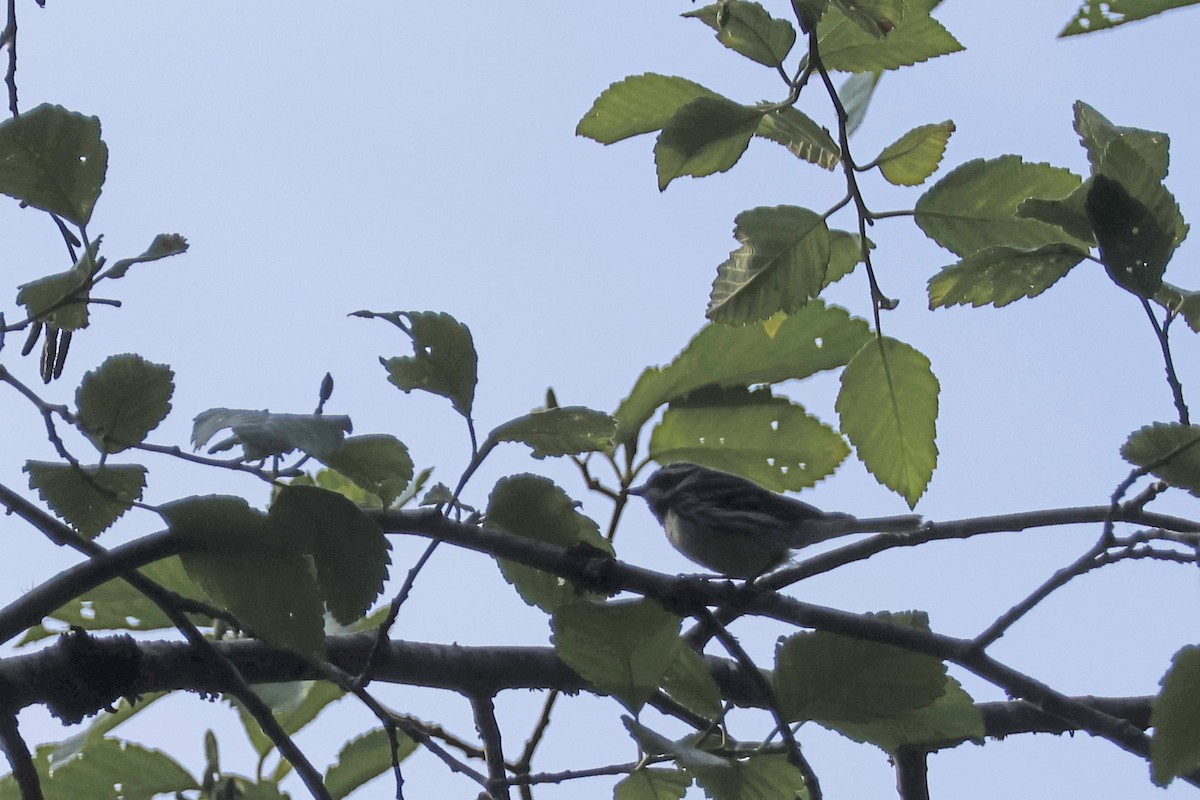 Black-throated Gray Warbler - ML621173578