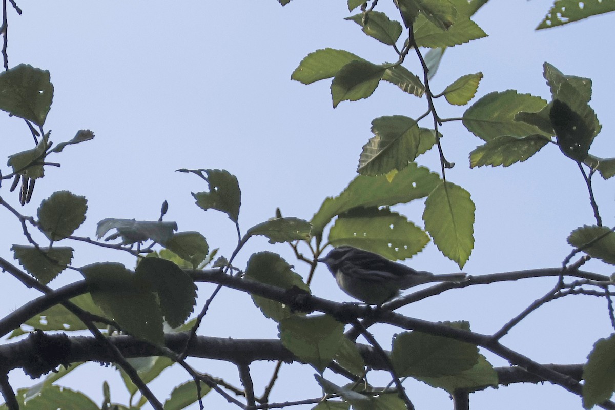 Black-throated Gray Warbler - ML621173580
