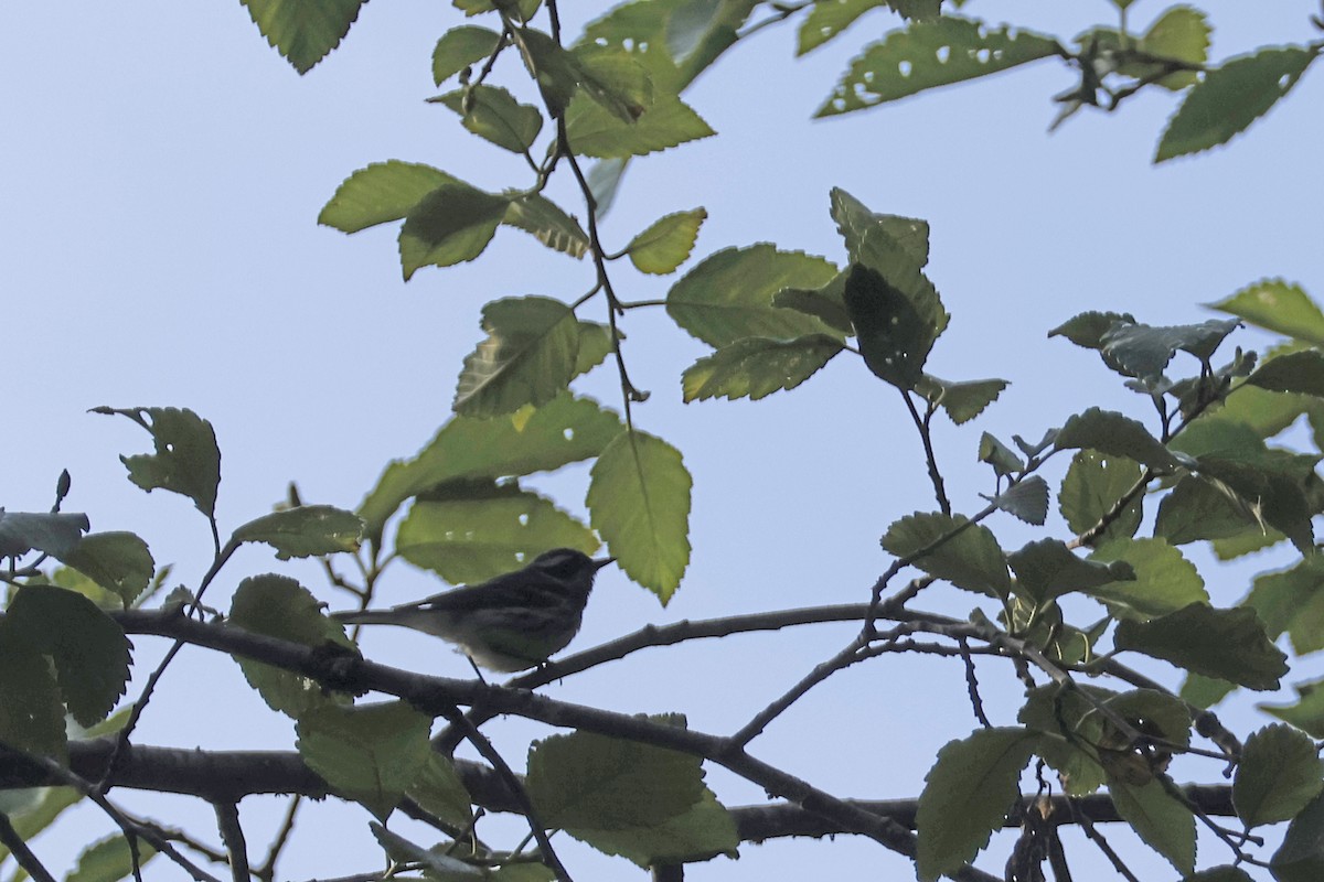 Black-throated Gray Warbler - ML621173581