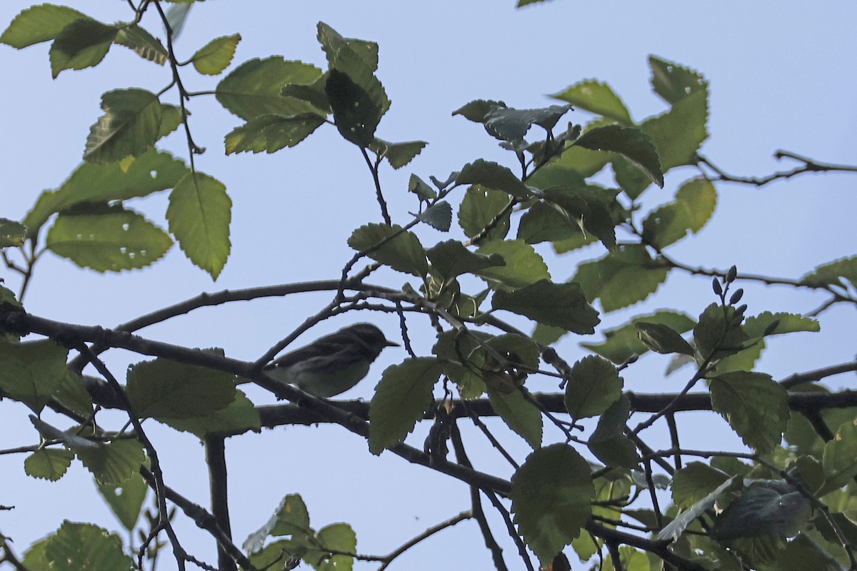 Black-throated Gray Warbler - ML621173583