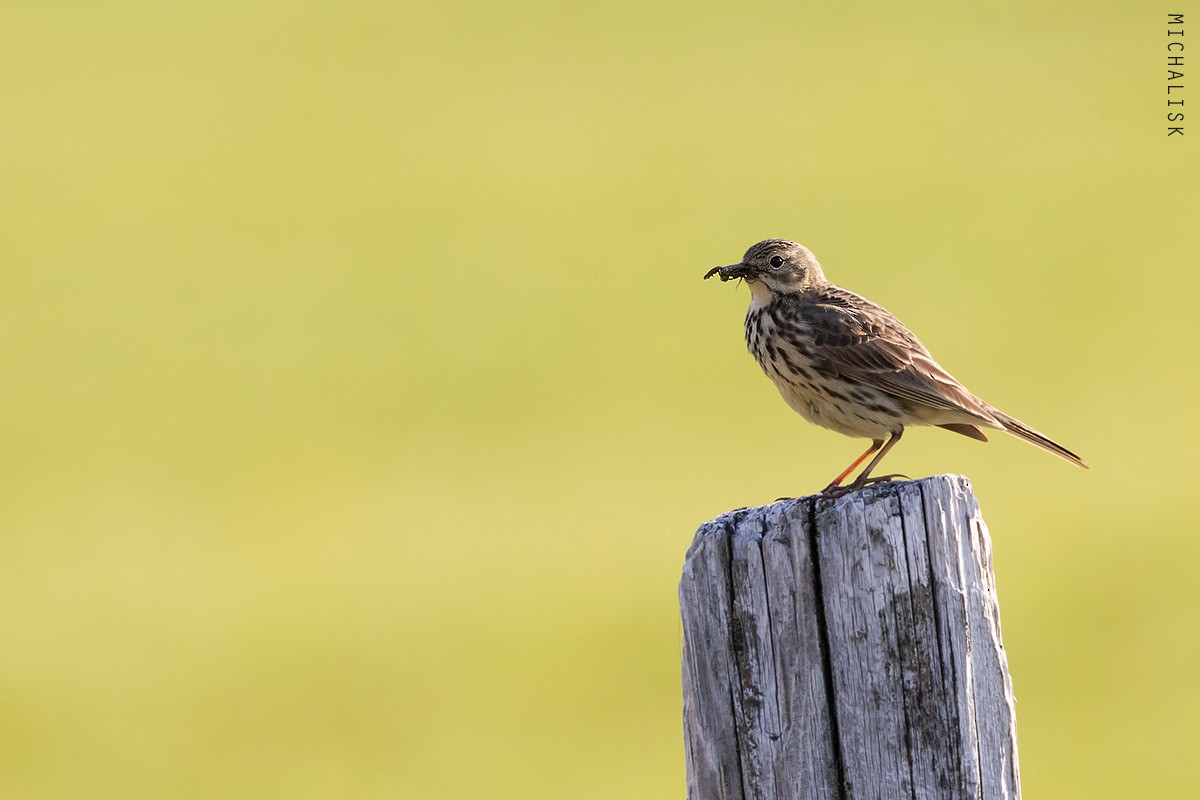 Meadow Pipit - ML621173660