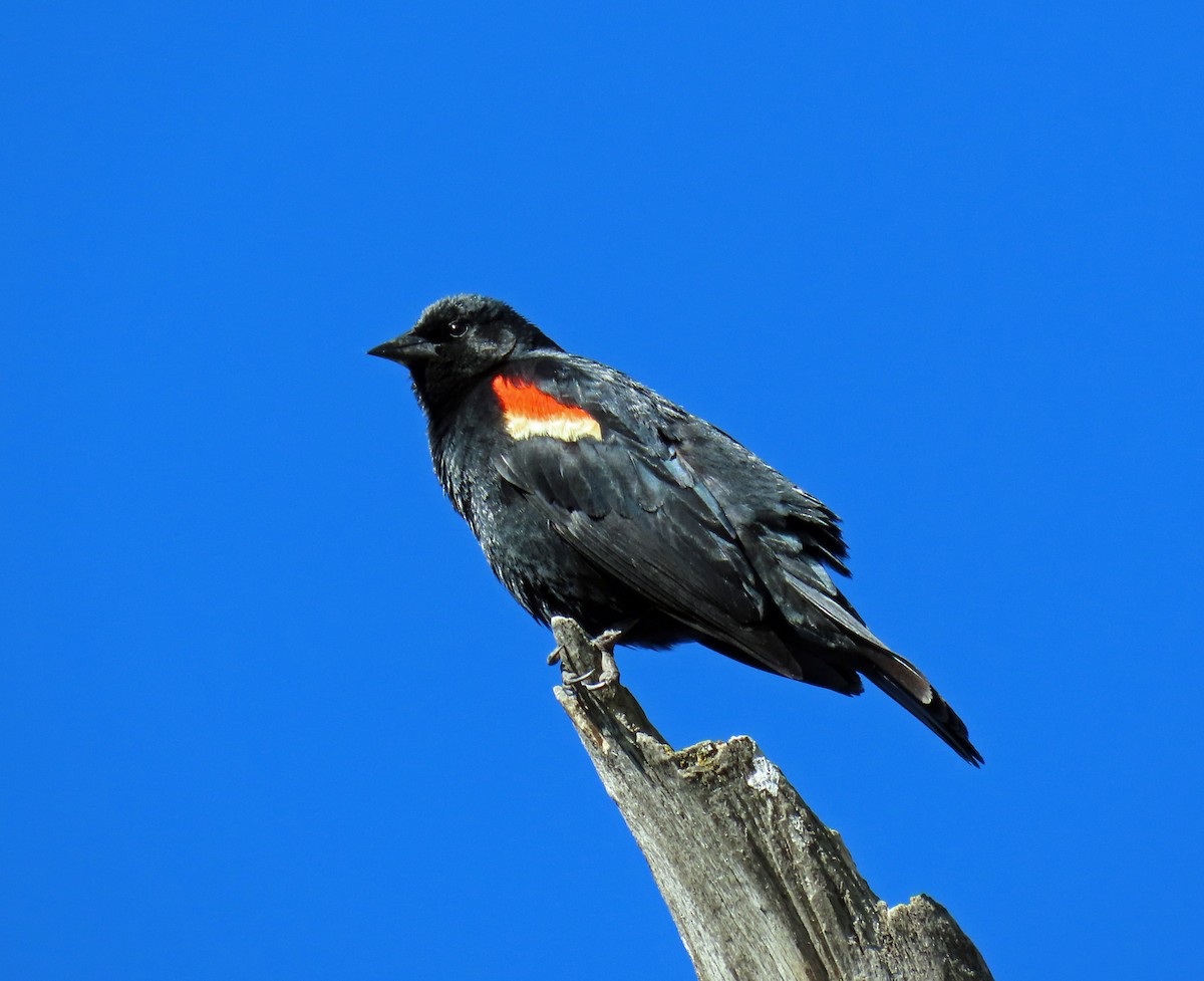 Red-winged Blackbird - ML621173664
